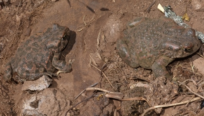 Due Bufo viridis? Sardegna (ora Bufotes balearicus)